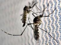 India begins Phase 3 clinical trial with 1st indigenous dengue vaccine