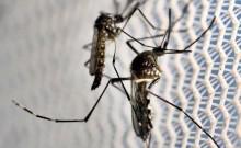India begins Phase 3 clinical trial with 1st indigenous dengue vaccine