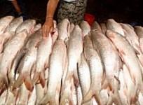 Eating fish laced with carcinogen formalin can damage your kidneys