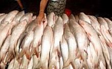 Eating fish laced with carcinogen formalin can damage your kidneys