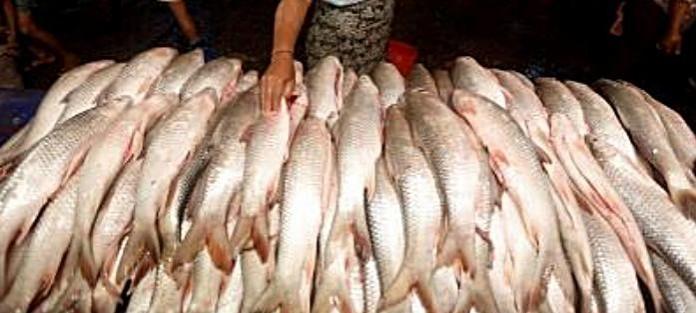 Eating fish laced with carcinogen formalin can damage your kidneys