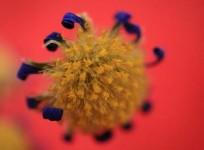 Number of Chandipura virus cases rises to four in Rajasthan, 74 tested for infection