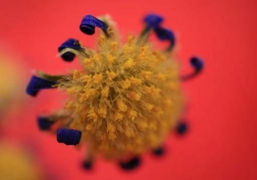 Number of Chandipura virus cases rises to four in Rajasthan, 74 tested for infection Number of Chandipura virus cases rises to four in Rajasthan, 74 tested for infection