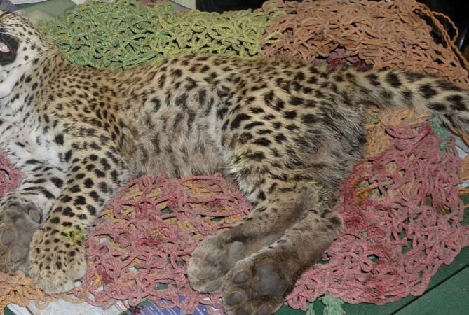 MP: Namibian Cheetah dies at Kuno National Park - IBTimes India