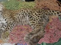 Yet another jolt to 'project cheetah', 9th big cat dead in Kuno