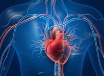 Simple blood test can predict 30-year heart disease risks for women