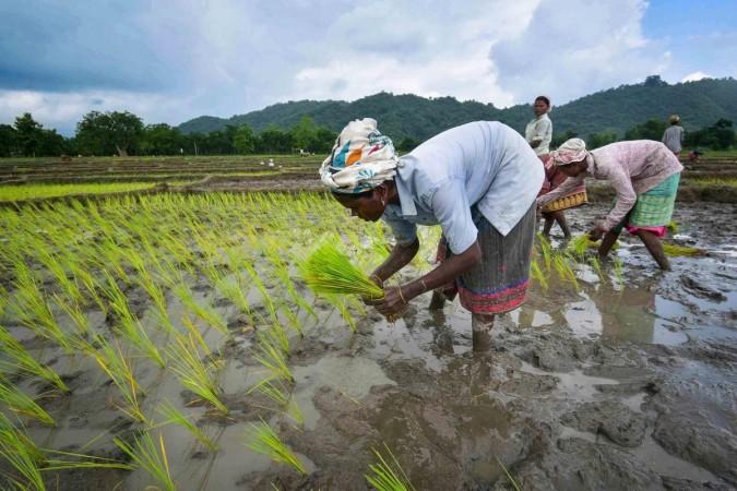 Women plant rice saplings in a paddy field at Bamuni village