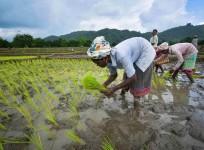 Women plant rice saplings in a paddy field at Bamuni village
