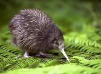 Study reveals New Zealand's true ancient species, not kiwi birds
