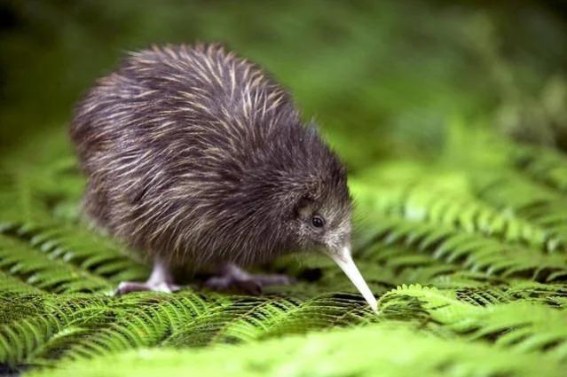 Study reveals New Zealand's true ancient species, not kiwi birds Study reveals New Zealand's true ancient species, not kiwi birds