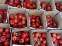 1st consignment of Indian pomegranates reaches Melbourne from Mumbai