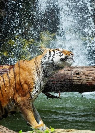 A Korean tiger cools itself in the water amid a heat wave alert at Everland in Yongin, A Korean tiger cools itself in the water amid a heat wave alert at Everland in Yongin,
