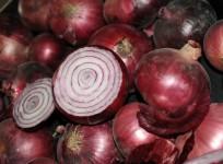 Onion prices drop in major cities after retail selling at subsidised rate: Centre
