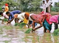 India sees healthy 8 pc increase in overall rainfall, positive for inflation outlook