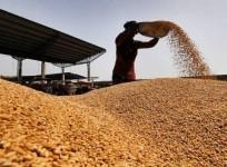 Centre fixes 320 lakh tonnes wheat procurement target, 6 lakh tonnes for millets