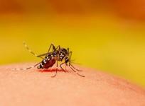 WHO launches global plan to fight dengue, Aedes-borne arboviral diseases