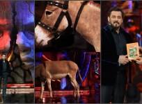 Bigg Boss 18 grand premier: Will a donkey live with contestants in Salman Khan Show? Here's the truth