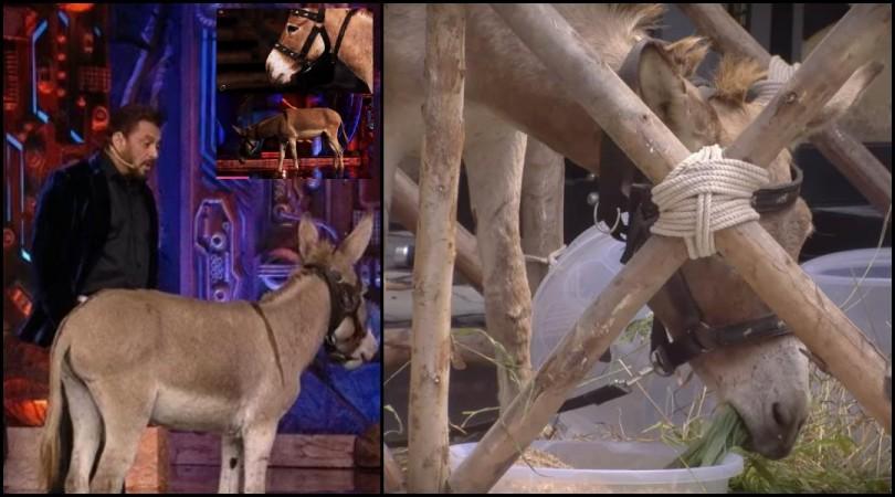 'Use of animals is no laughing matter': PETA India objects donkey being used for entertainment in Bigg Boss 18 house; urges Salman Khan to intervene 'Use of animals is no laughing matter': PETA India objects donkey being used for entertainment in Bigg Boss 18 house; urges Salman Khan to intervene