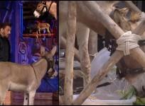 'Use of animals is no laughing matter': PETA India objects donkey being used for entertainment in Bigg Boss 18 house; urges Salman Khan to intervene