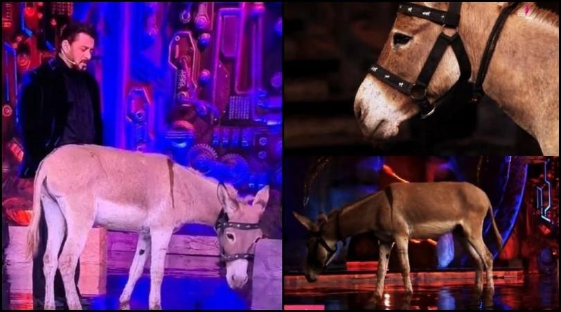 'Bhaijaan being human': Salman Khan releases donkey Gadhraj from Bigg Boss 18 house after PFA slams makers of Animal Abuse 'Bhaijaan being human': Salman Khan releases donkey Gadhraj from Bigg Boss 18 house after PFA slams makers of Animal Abuse