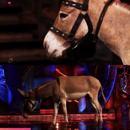 'Bhaijaan being human': Salman Khan releases donkey Gadhraj from Bigg Boss 18 house after PFA slams makers of Animal Abuse 'Bhaijaan being human': Salman Khan releases donkey Gadhraj from Bigg Boss 18 house after PFA slams makers of Animal Abuse
