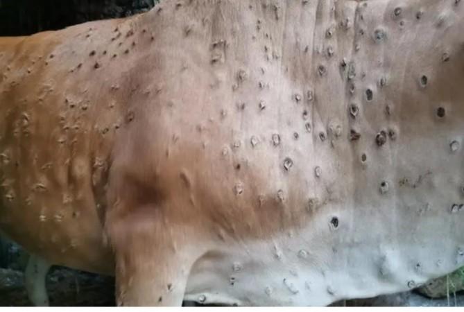 South Korea confirms another case of lumpy skin disease South Korea confirms another case of lumpy skin disease