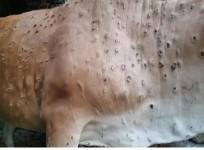 South Korea confirms another case of lumpy skin disease