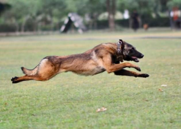 Army Dog Phantom, who sacrificed his life during Akhnoor encounter Army Dog