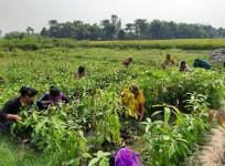 India's kharif foodgrain output projected at record 1,647 lakh tonnes for 2024-25