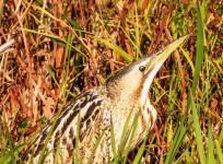 Rare bird