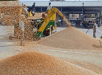 Centre buys paddy worth Rs 27,995 crore in Punjab, 6.8 lakh farmers benefit