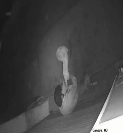 'Depraved Act': Karnataka youth booked for attempting to 'rape' stray dog!