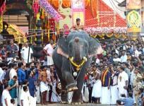 'Justice for jumbos': Kerala HC comes to the aid of elephants, issues strict guidelines
