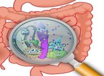 Study explains mechanisms behind food poisoning, gut infections