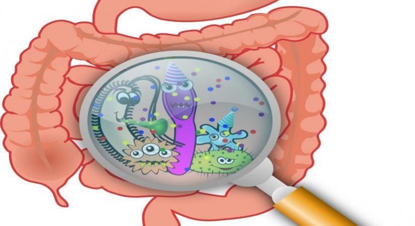 Study explains mechanisms behind food poisoning, gut infections Study explains mechanisms behind food poisoning, gut infections