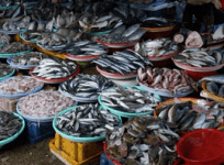 On World Fisheries Day, new schemes to be launched to push growth