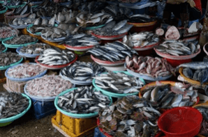 Government initiatives include the Pradhan Mantri Matsya Sampada Yojana (PMMSY), aiming to address gaps in fish production and productivity. On World Fisheries Day, new schemes to be launched to push growth