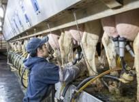 US: Bird flu virus detected in raw milk from dairy farm in California