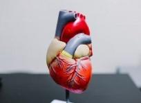 Insulin resistance may make men more prone to common heart valve disease: Study
