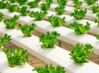 India stands out as a leader in AI-driven sustainability initiatives: Report