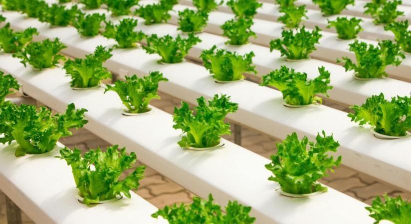 India stands out as a leader in AI-driven sustainability initiatives: Report India stands out as a leader in AI-driven sustainability initiatives: Report
