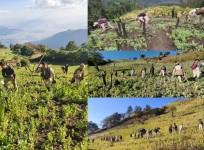 Over 19,135 acres of illicit poppy farms destroyed in Manipur in seven years