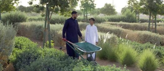 Saudi Arabia announces five initiatives to enhance afforestation Saudi Arabia announces five initiatives to enhance afforestation