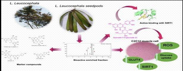 Medicinal plant Subabul may aid in diabetes control: IASST study Medicinal plant Subabul may aid in diabetes control: IASST study