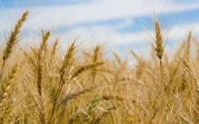 area covered under the sowing of the Rabi crop in the ongoing season has gone up to 428.28 hectares