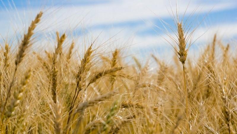 Aea covered under the sowing of the Rabi crop in the ongoing season has gone up to 428.28 hectares area covered under the sowing of the Rabi crop in the ongoing season has gone up to 428.28 hectares