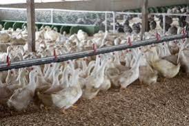 Flu virus can remain infectious in refrigerated raw milk for 5 days: Study