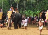 Kerala temple trusts moves SC challenging restrictions on elephant management in Thrissur Pooram
