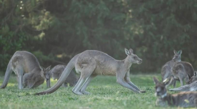 Australian man arrested over deaths of 98 kangaroos