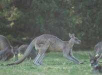 Australian man arrested over deaths of 98 kangaroos